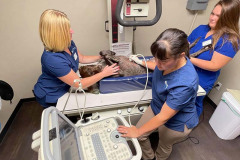 ccvc-ultrasound1