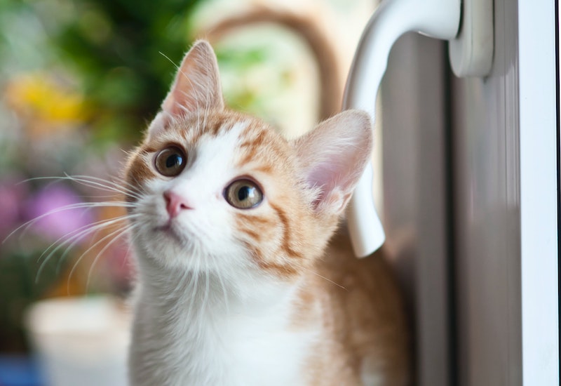 SPAY AND NEUTER
